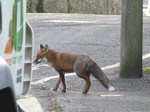 SX21471 Fox in Manorbier.jpg